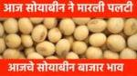 Soyabean Rate Today