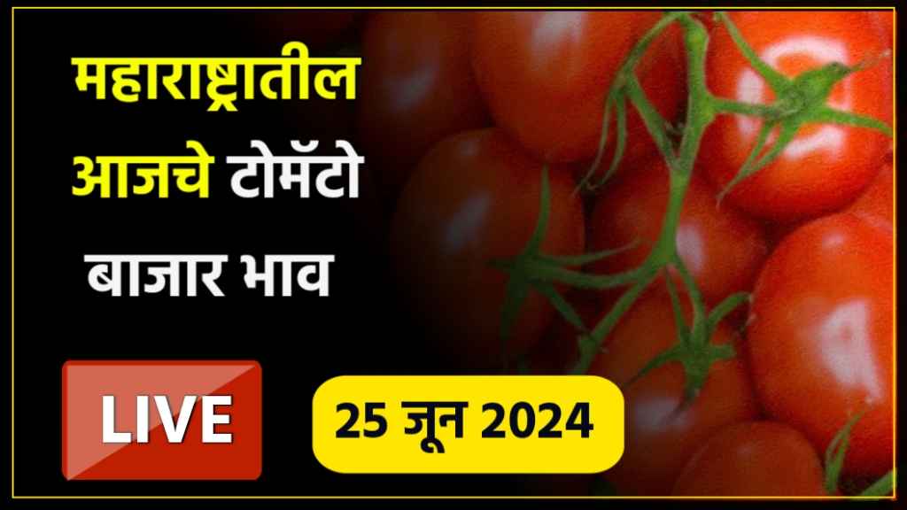 Tomato Bajarbhav : महाराष्ट्रातील आजचे टोमॅटो बाजार भाव  25 जून 2024