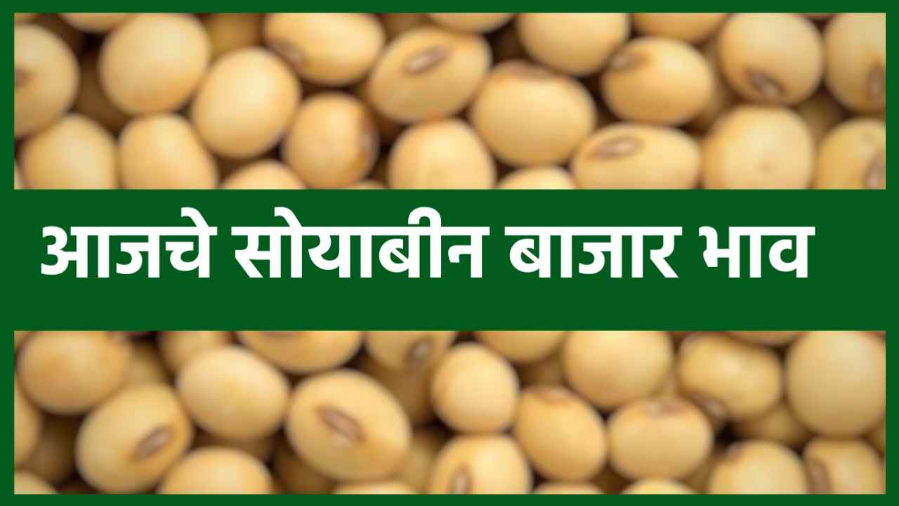 Soyabean Rate Today : सोयाबीनला मिळाला चांगला भाव पहा आजचे सोयाबीन बाजार भाव