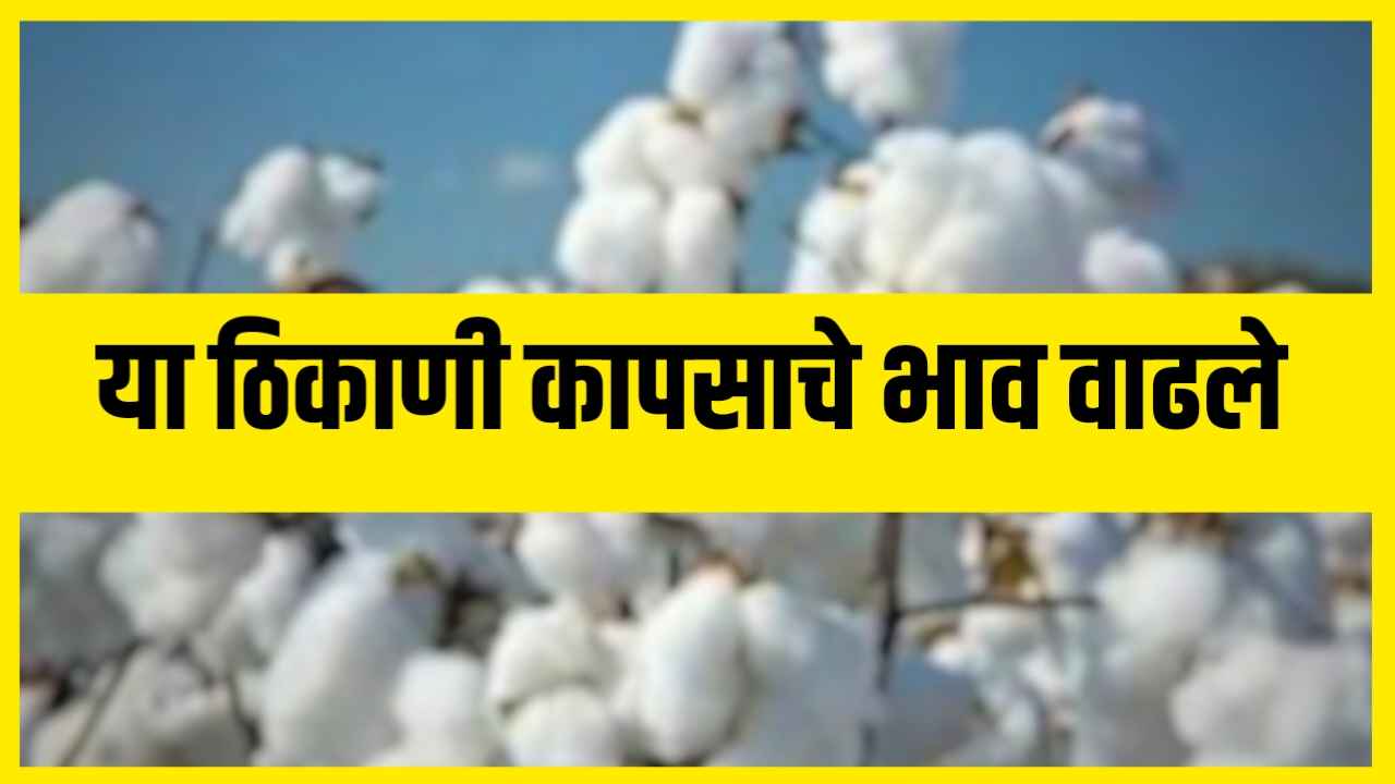 Cotton Rate Today : कापसाने मारली भरारी, आजचे कापूस बाजार भाव