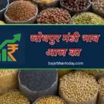 जोधपुर मंडी भाव आज – गेहूं, मूंग, मोट, रायड़ा, उड़द, जीरा और सरसों के ताज़ा भाव