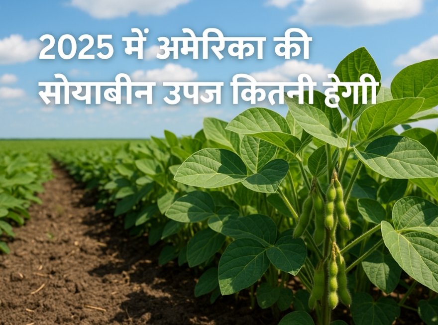 अमेरिका में सोयाबीन उत्पादन 2025 में बढ़ने का अनुमान, ब्राज़ील निर्यात में आगे