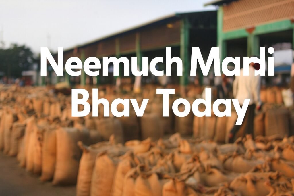 नीमच मंडी भाव आज के – 13 सितम्बर 2025 | Neemuch Mandi Bhav Today