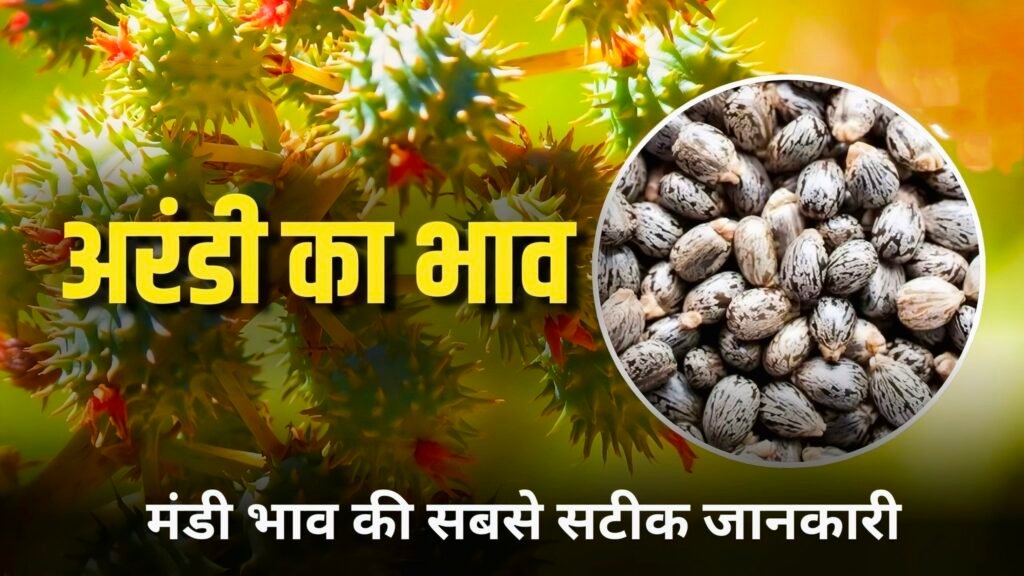 एरंडा के आज के मंडी भाव 2025 – किसानों के लिए ताज़ा अपडेट